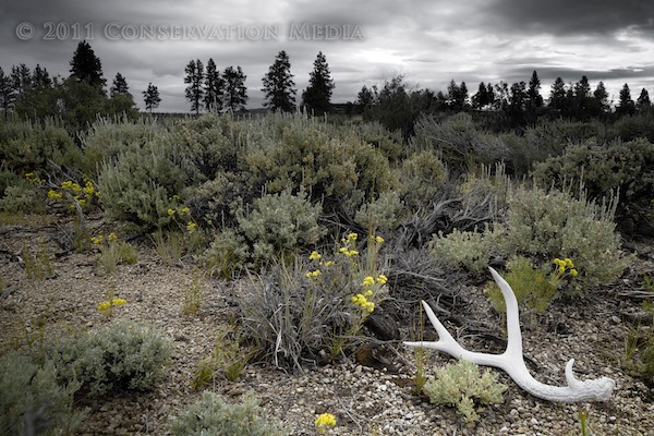 Conservation Media Landscape Photography Jeremy R. Roberts