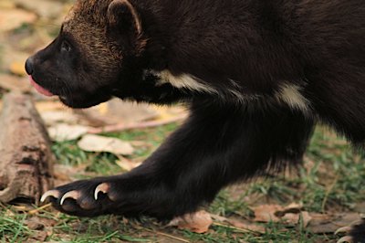 Dependent on deep snowpack for denning, the wolverine (Gulo gulo) is a climate sensitive species.