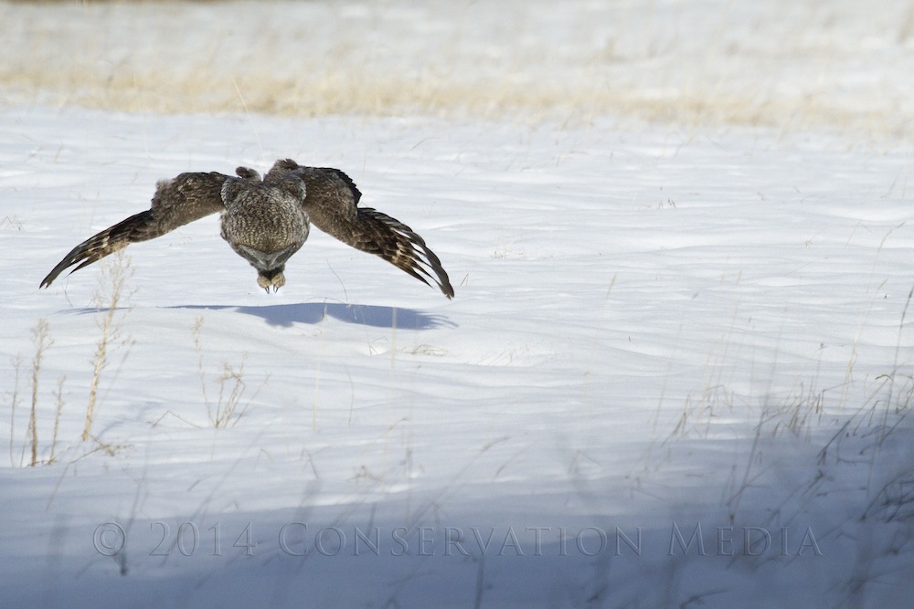 A great gray owl moments before striking an unsuspecting vole.