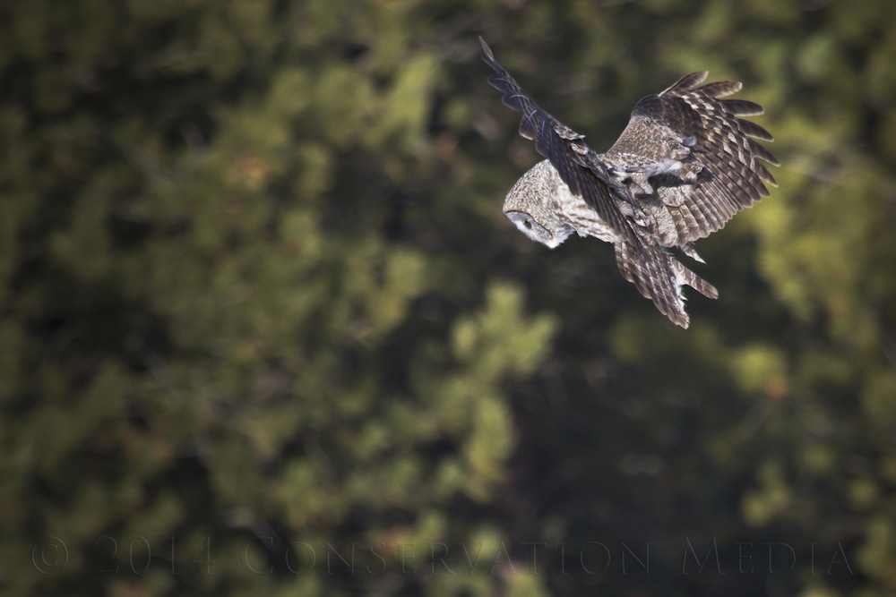 A great grey owl hovers moments before dive bombing a vole.
