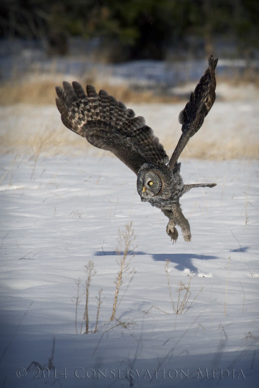 A great gray owl finds a vole under the snow.