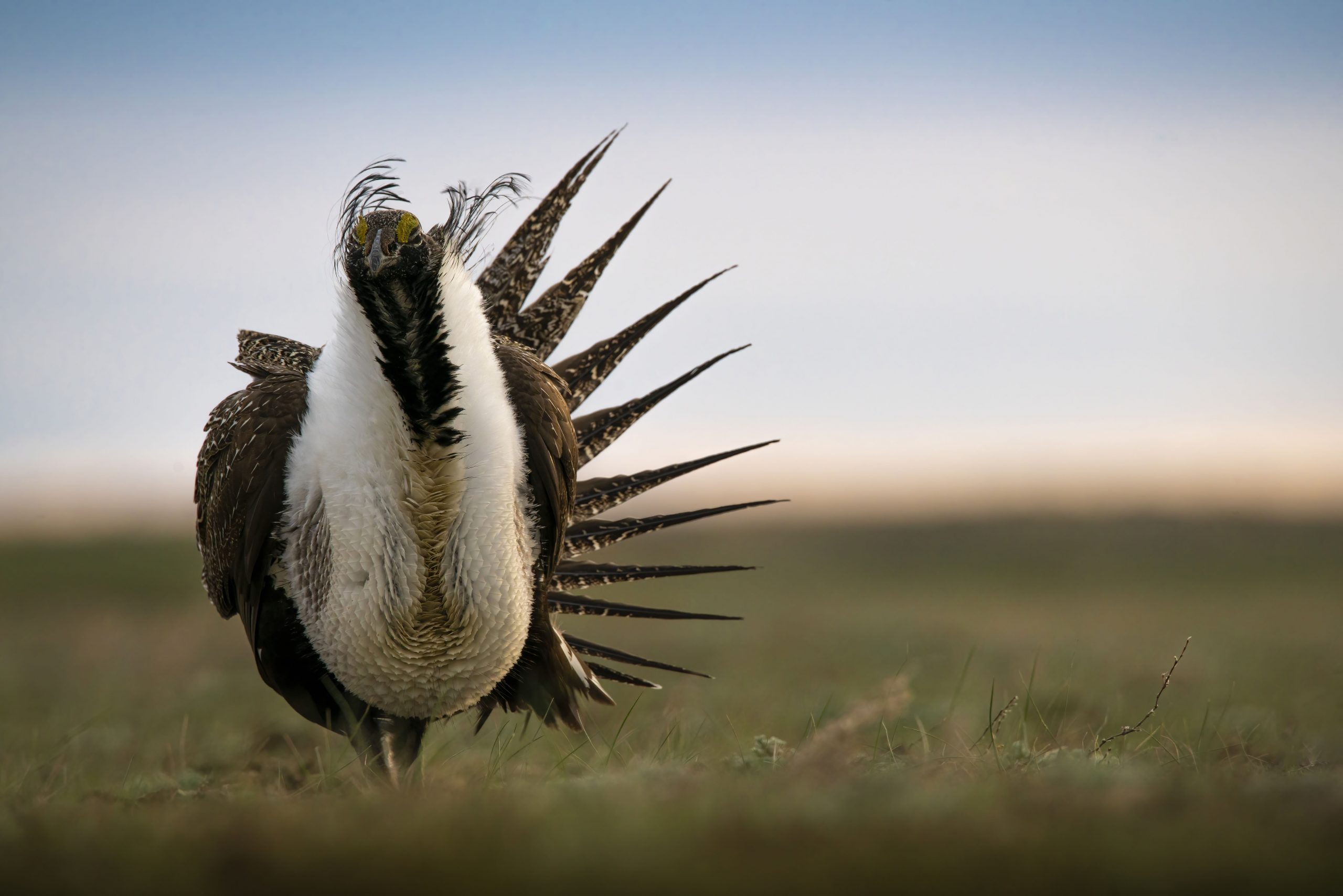 Greater sage grouse displays at sunset.