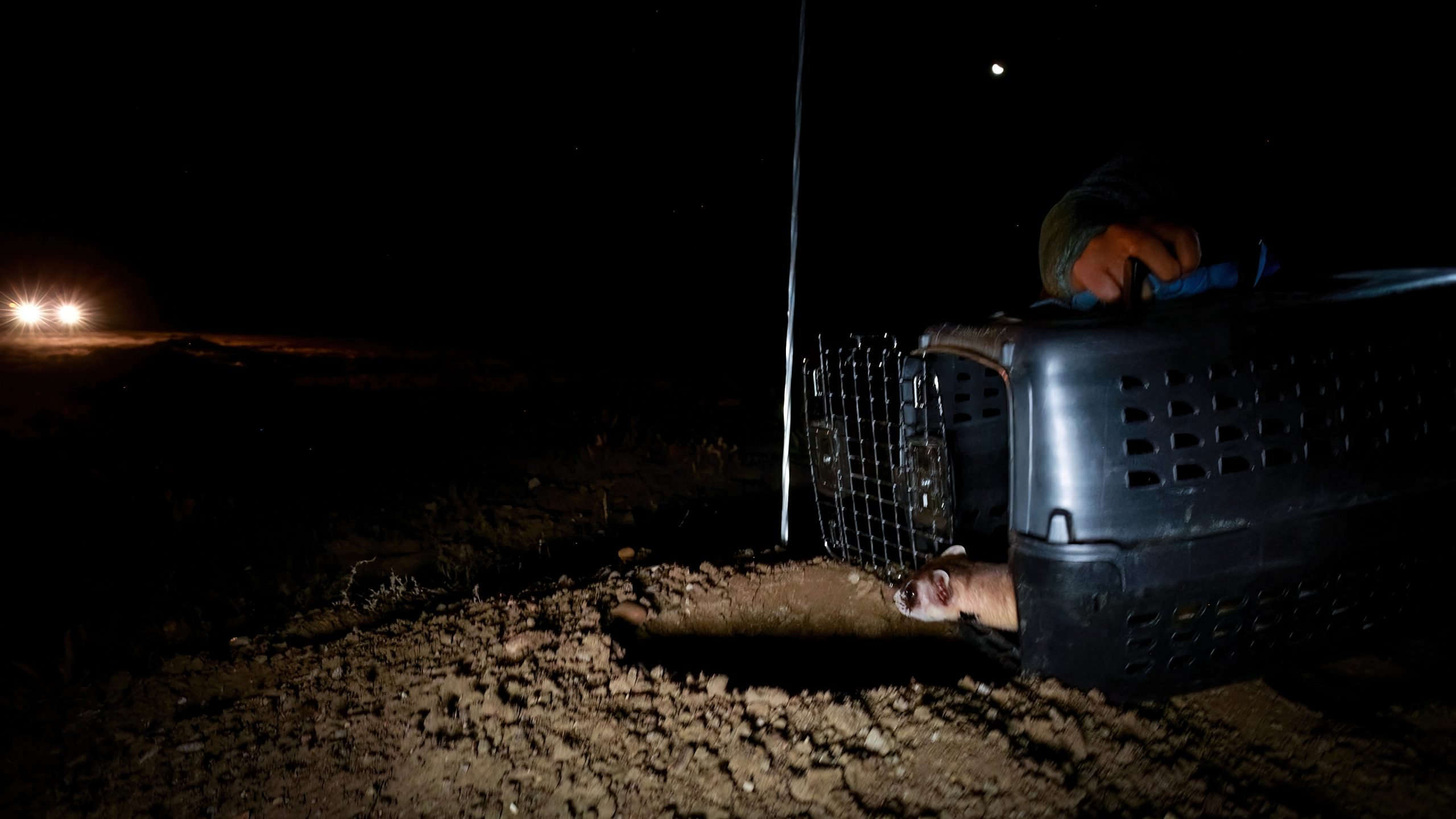 Releasing vaccinated black-footed ferret back into the wild.