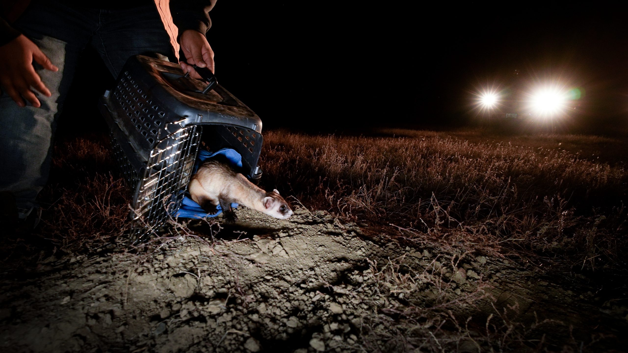 Releasing vaccinated black-footed ferret back into the wild.
