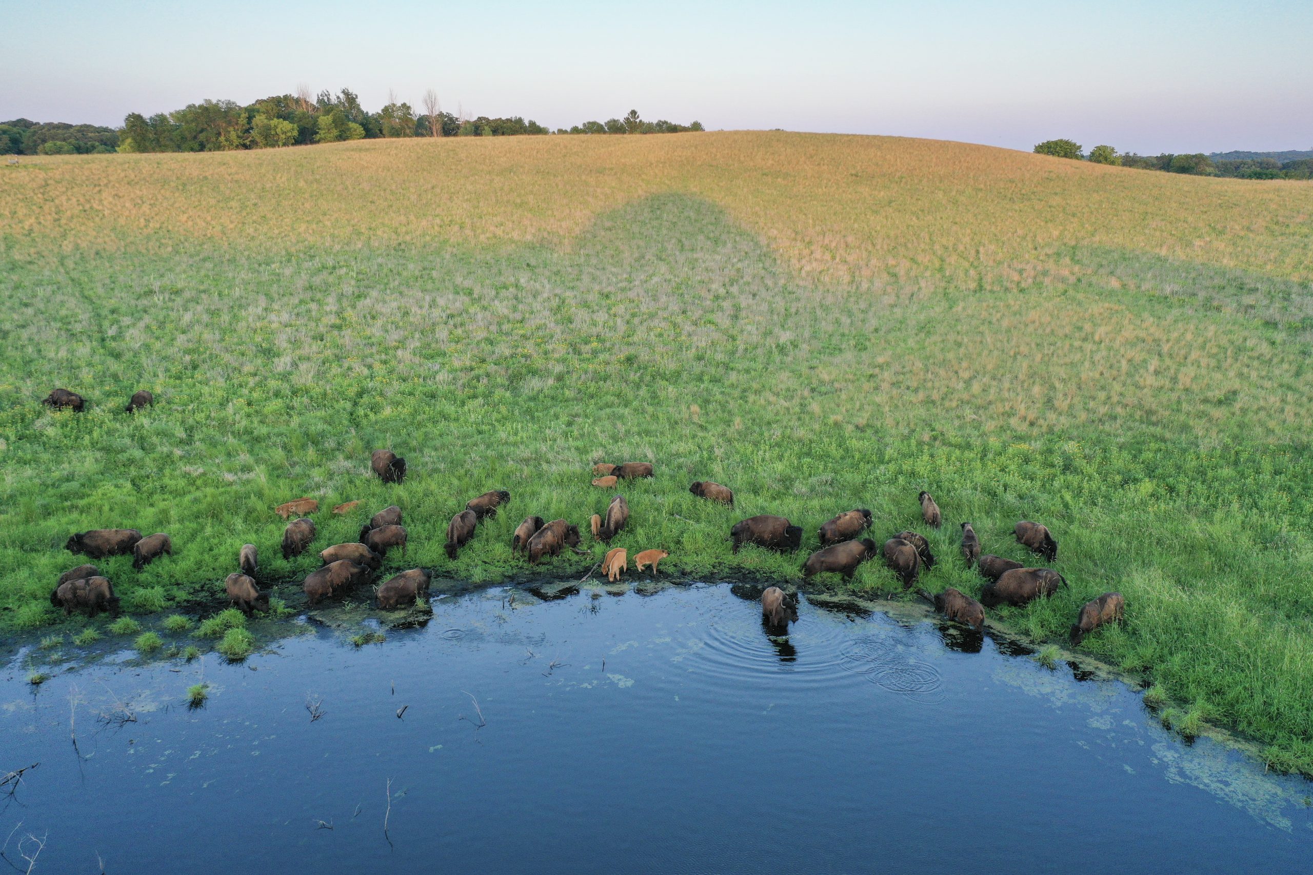 A private bison herd grazes on a USFWS grassland easement in Minnesota.
