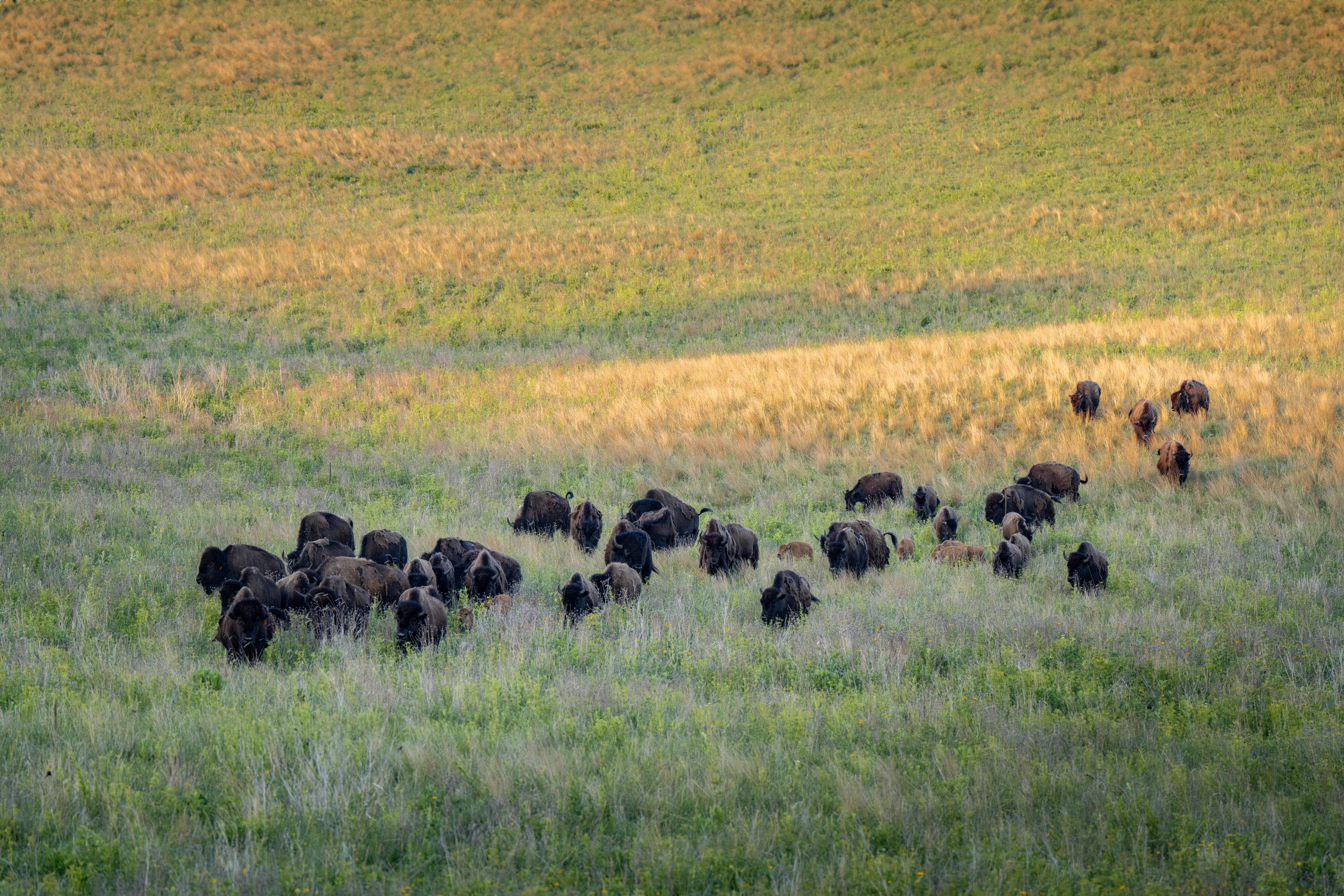 A private bison herd grazes on a USFWS grassland easement in Minnesota.