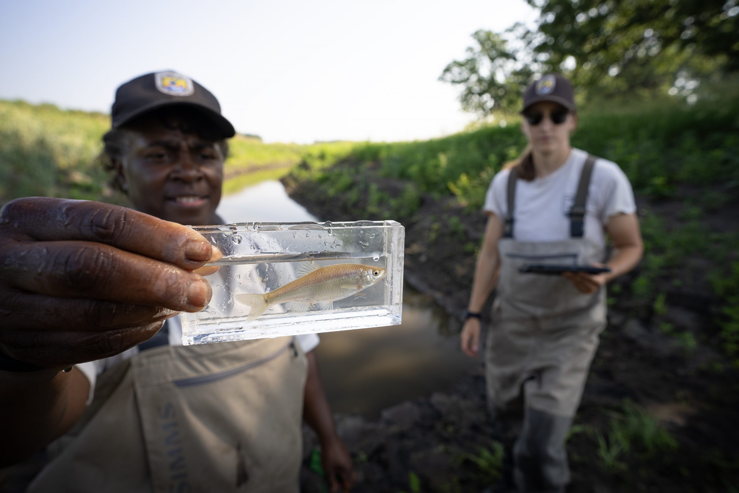 USFWS Biologist displays a spotfin shiner found during sampling of oxbow restoration site in Iowa.